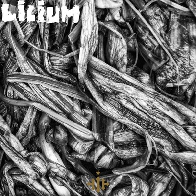 Lilium