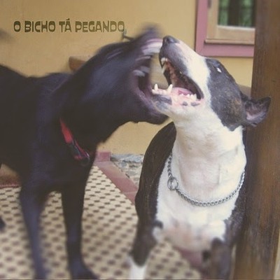 O Bicho Tá Pegando