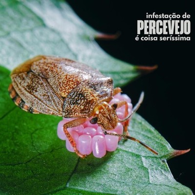 Infestação de Percevejo é Coisa Seríssima